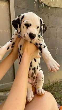 a woman holding a dalmatian puppy in her arms