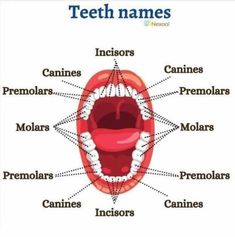 the parts of a human mouth labeled in english and spanish, including teeth, gums,