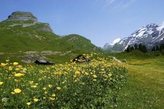 a grassy field with yellow flowers and mountains in the background