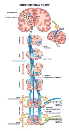 an image of the nervous system with labels on each side and labeled in blue text