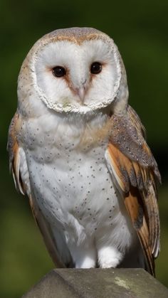 an owl sitting on top of a rock