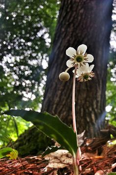 a single white flower in the middle of a forest floor with trees in the background