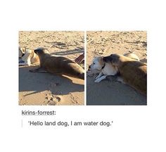 two dogs are laying on the beach with their paws in the sand and one dog is lying down