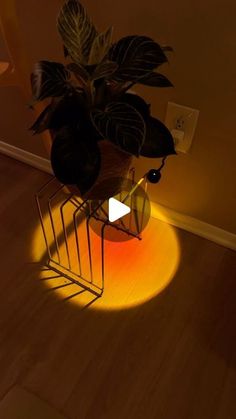 a potted plant sitting on top of a wooden floor next to a light bulb