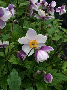 purple and white flowers are growing in the garden