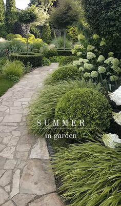 a garden with lots of green plants and white flowers