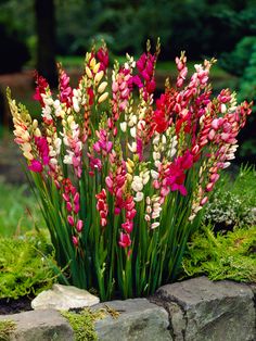 pink and white flowers are growing in the grass near some rocks with green plants behind them