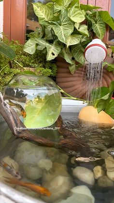 a fish bowl filled with water and plants