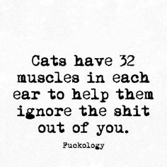 Fuckology Quotes Funny Life, Short Funny Quotes, Image Chat, Funny Thoughts, Bohol, Funny Quotes About Life, Cat Quotes, Animal Quotes, Laughing So Hard