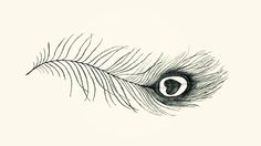 an ink drawing of a feather's tail with the eye in the center on a white background