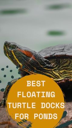 a turtle with the words best floating turtle docks for pondies on it's back