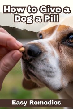 a person feeding a dog with a pill in it's mouth and the caption how to give a dog a pill easy remedies