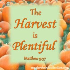 a field full of pumpkins with the words, the harvest is plentiful