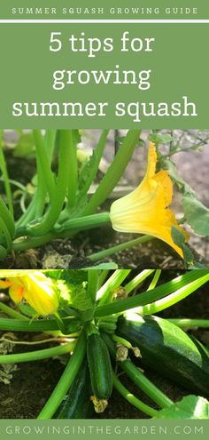 the title image for 5 tips for growing summer squash