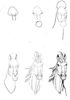 four different types of horses drawn in pencil