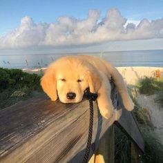 a dog that is laying down on a fence