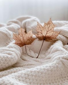 two maple leaves laying on top of a white blanket covered in woolen blankets and sweaters