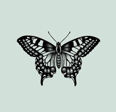 a black and white butterfly on a gray background