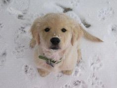 a dog is sitting in the snow looking up