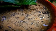 a close up of a potted plant with dirt in it