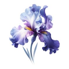 two purple and white flowers on a white background