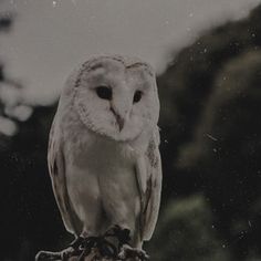 an owl sitting on top of a tree branch