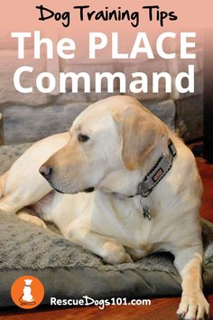 a yellow lab laying on top of a bed with the title dog training tips the place command