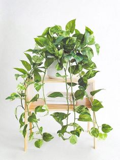 a potted plant sitting on top of a wooden shelf