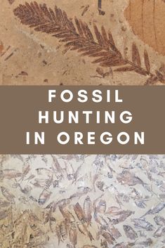 fossil hunting in oregon with text overlay