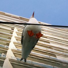 a close up of a bird on the side of a building