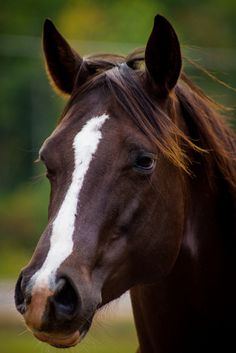 a brown and white horse standing on top of a lush green field with trees in the background