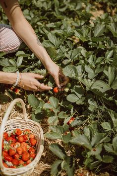 a woman picking strawberries from a bush with her hands in the basket on the ground