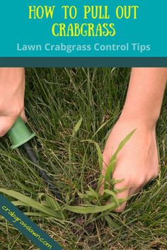 a person cutting grass with scissors on the ground and text overlay that reads how to pull out crabgrass lawn care control tips