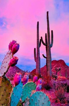 the desert is full of cacti and cactus plants, with pink skies in the background