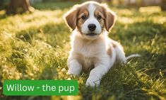 a brown and white puppy sitting in the grass