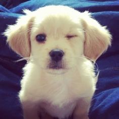 a small white dog sitting on top of a blue blanket