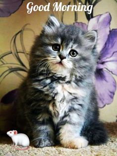 a small kitten sitting on top of a carpet next to a purple and white flower