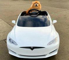 a dog is sitting in the driver's seat of a white car