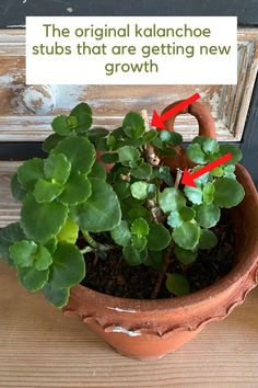 a potted plant sitting on top of a wooden table next to a sign that says the original kalonchoe stus that are getting new growth