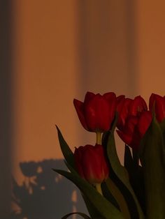 some red tulips are in a vase with long green leaves on the stems