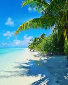 the beach is lined with palm trees and clear water