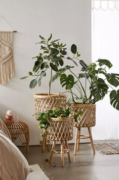 boho, woven plant stands Water Lettuce, نباتات منزلية, Outfit 2020, Planter Basket, Plant Decor Indoor, Planter Stand, House Plants Decor, Blooming Plants, Boho Dekor