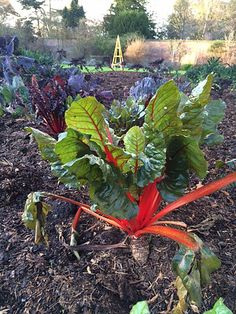 a garden filled with lots of green and red plants next to each other on top of dirt