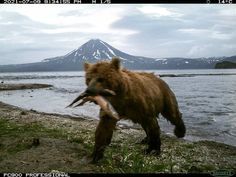 a bear that is holding something in its mouth by the water's edge with mountains in the background