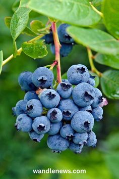 blueberries hanging from a tree with green leaves