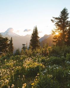 the sun shines brightly through the trees and wildflowers in the foreground