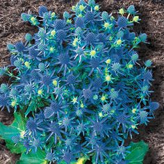 the blue flowers are blooming in the dirt and mulchy ground behind them