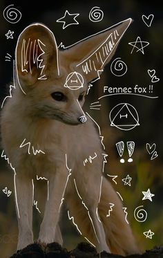 a small fox standing on top of a rock with symbols drawn all over it's face