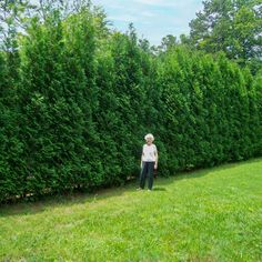 an older woman standing in front of a hedge on a grass covered field next to a forest