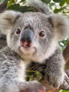 a koala bear sitting in a tree looking at the camera with its eyes wide open